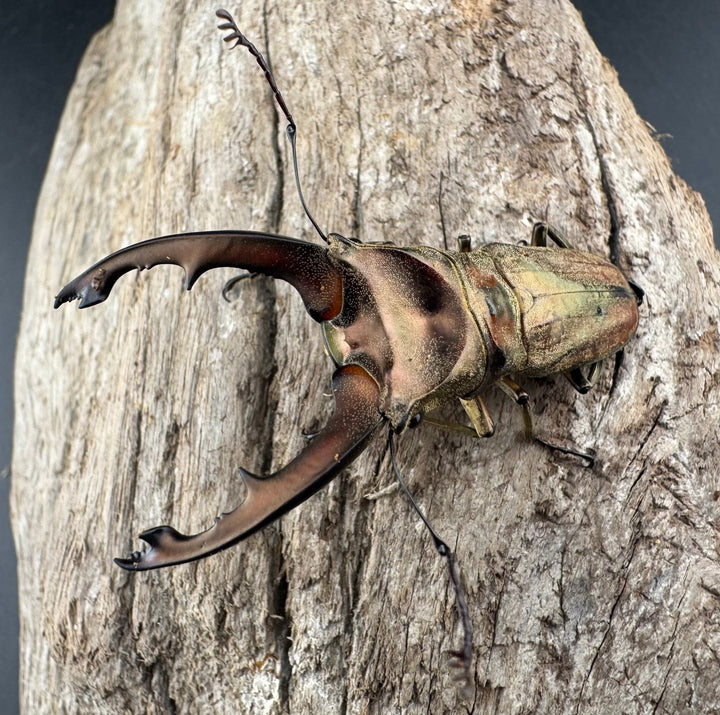 【WD】《ズベールホソアカ マラグサン産 52.5mm ペア》