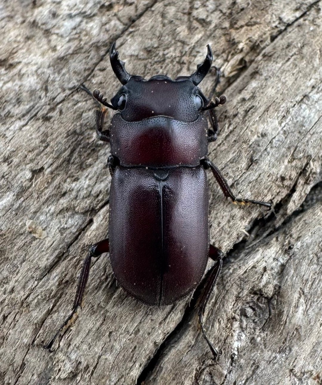 【WD】珍品《ジュクンドゥスヒメヒラタクワガタ Free ペア》