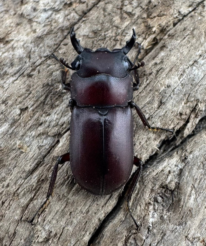 【WD】珍品《ジュクンドゥスヒメヒラタクワガタ Free ペア》