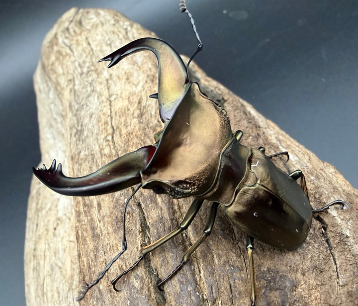 《スぺキオススホソアカ ベララベラ産 56mm ♂♀♀トリオ》