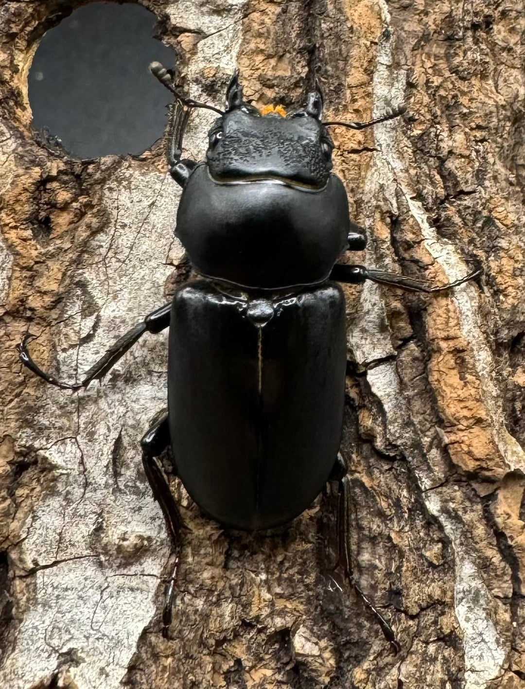 【WD】《ドルクス タオ 30mm ペア》