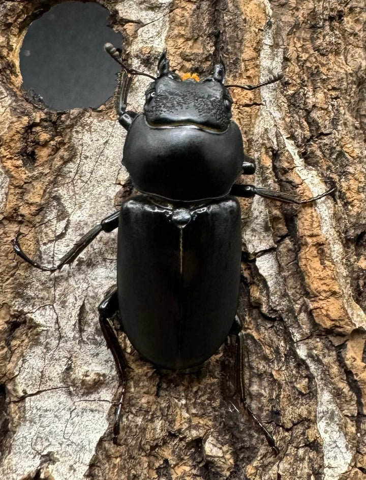 【WD】《ドルクス タオ 30mm ペア》