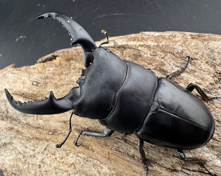 【WD】《ベトナムヒラタ ラオス産 78mm ペア》