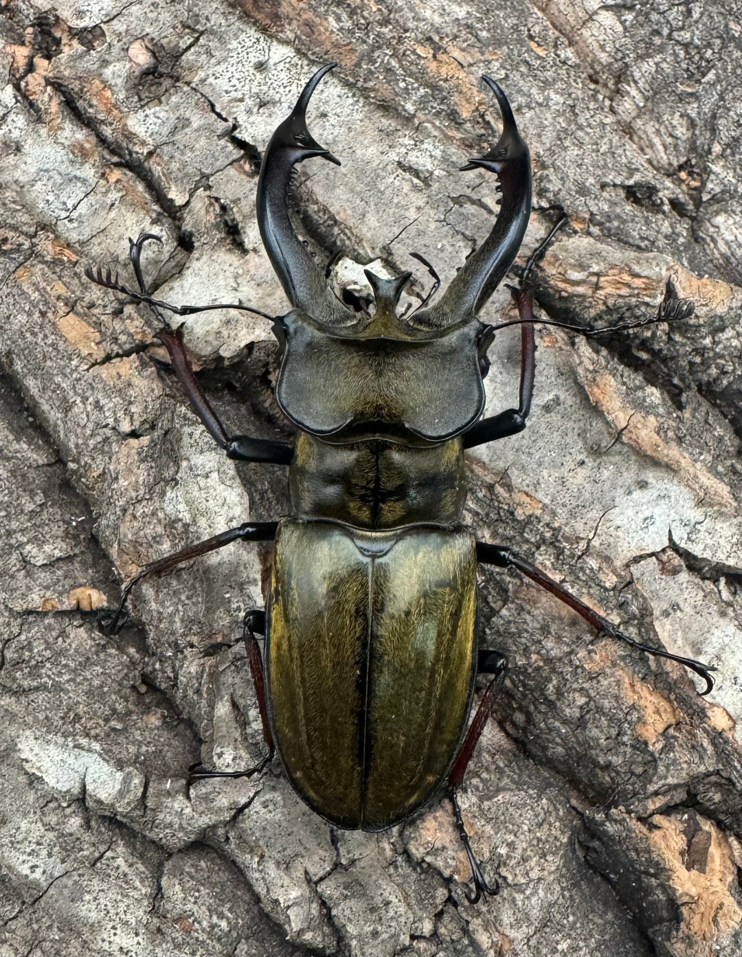 【WD】《チェンミヤマ メトク産 65mm ♂♀♀トリオB品》