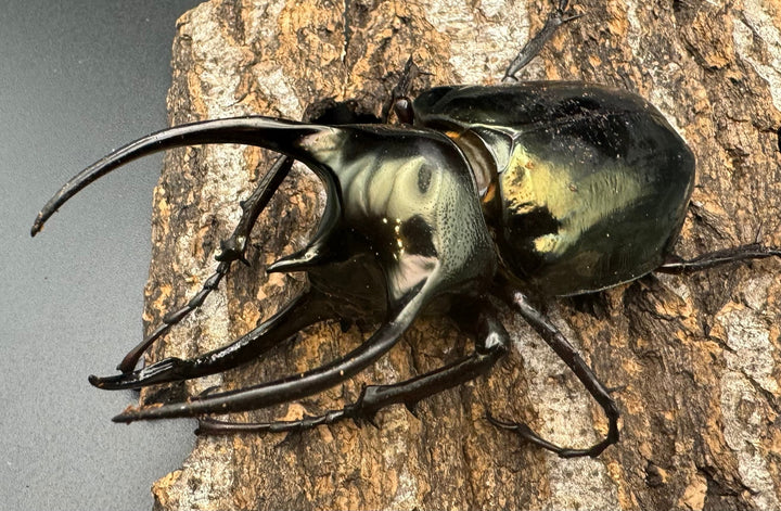 【WD】《ミンダナオアトラスオオカブト 88mm ペア》