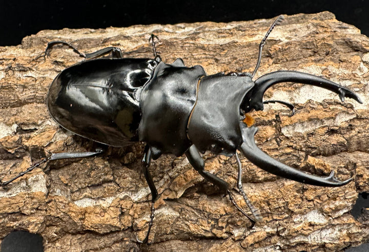 【WD】《ダールマンツヤクワガタ亜種celebensis 87mm ペア》