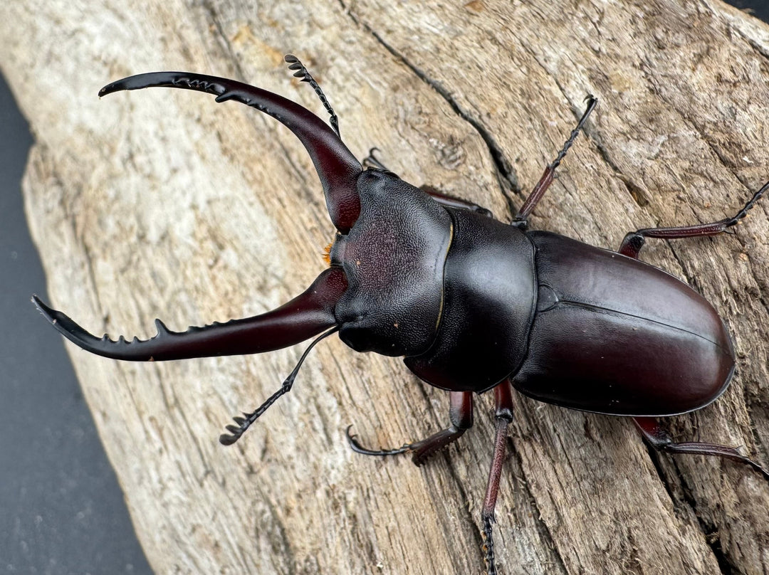 【WD】《グラキリスノコギリヒラタクワガタ 52mm ペア》