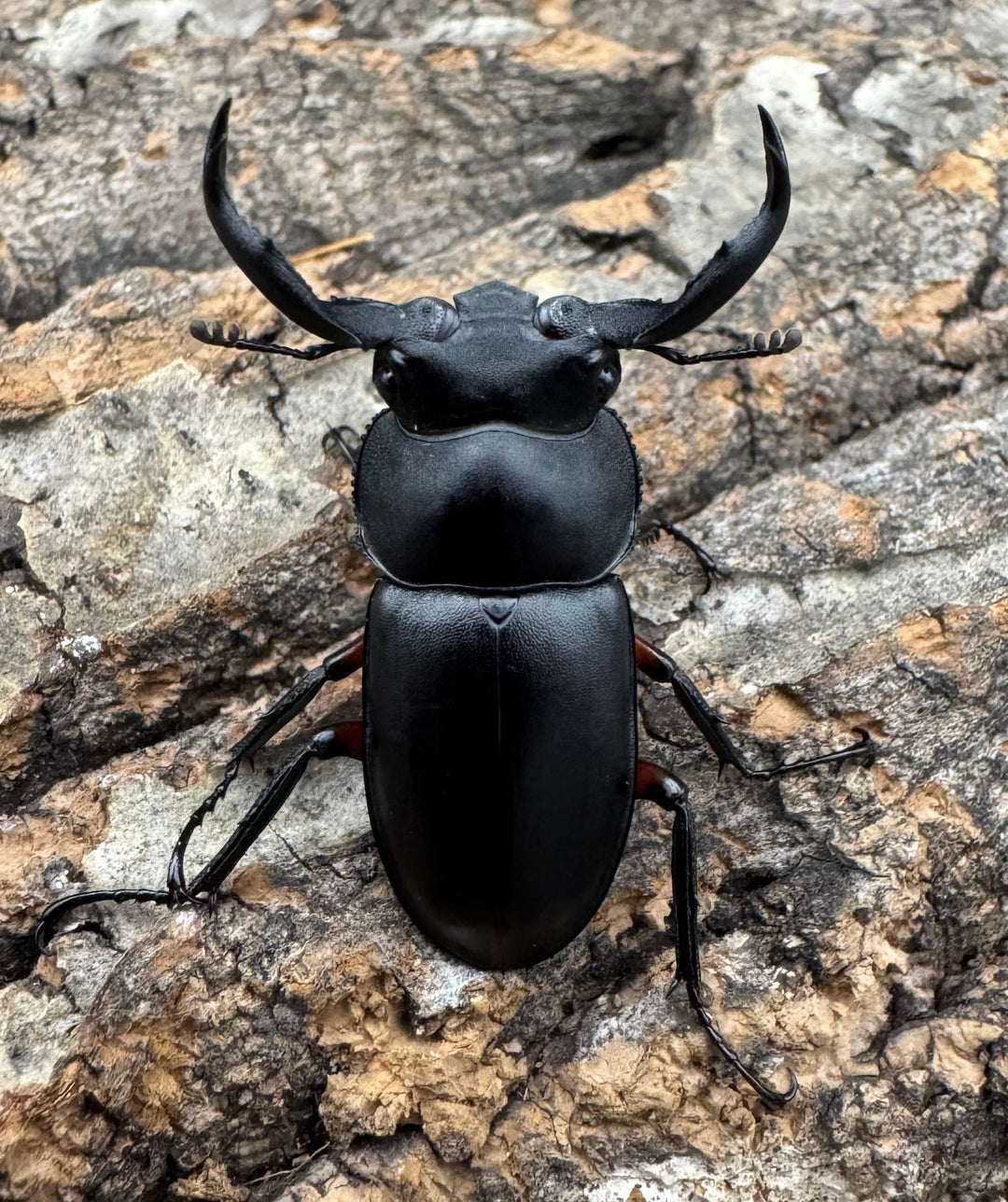 【WD】《チュウゴクシカクワガタ 34.5mm ♂♀♀トリオ》