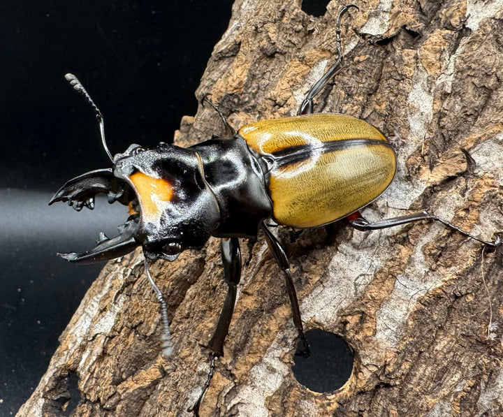 【WD】《ラコダールツヤクワガタ アチェ産 60mm ペア》