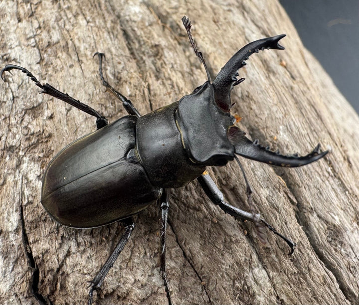 【WD】《ルディビナエミヤマ 34.5mm ペア》