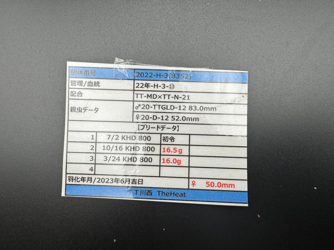 《オオクワガタ TT川西血統 50mm ♀単》ヒート氏ブリード個体