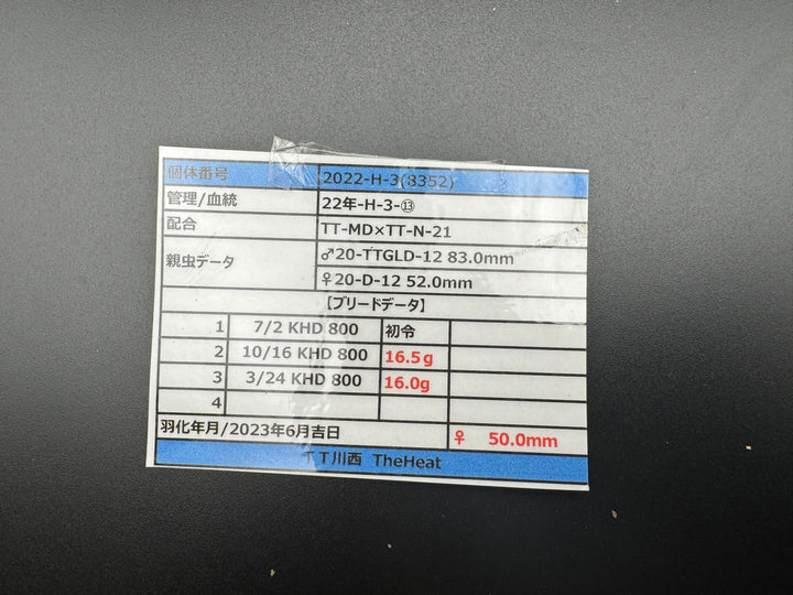 《オオクワガタ TT川西血統 50mm ♀単》ヒート氏ブリード個体