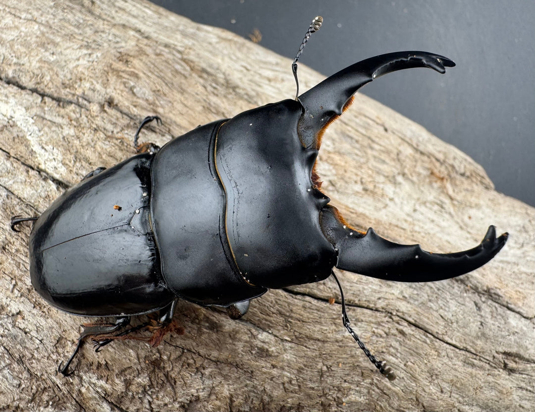 【WD】《ユーリケファルスヒラタ 74mm ペア》