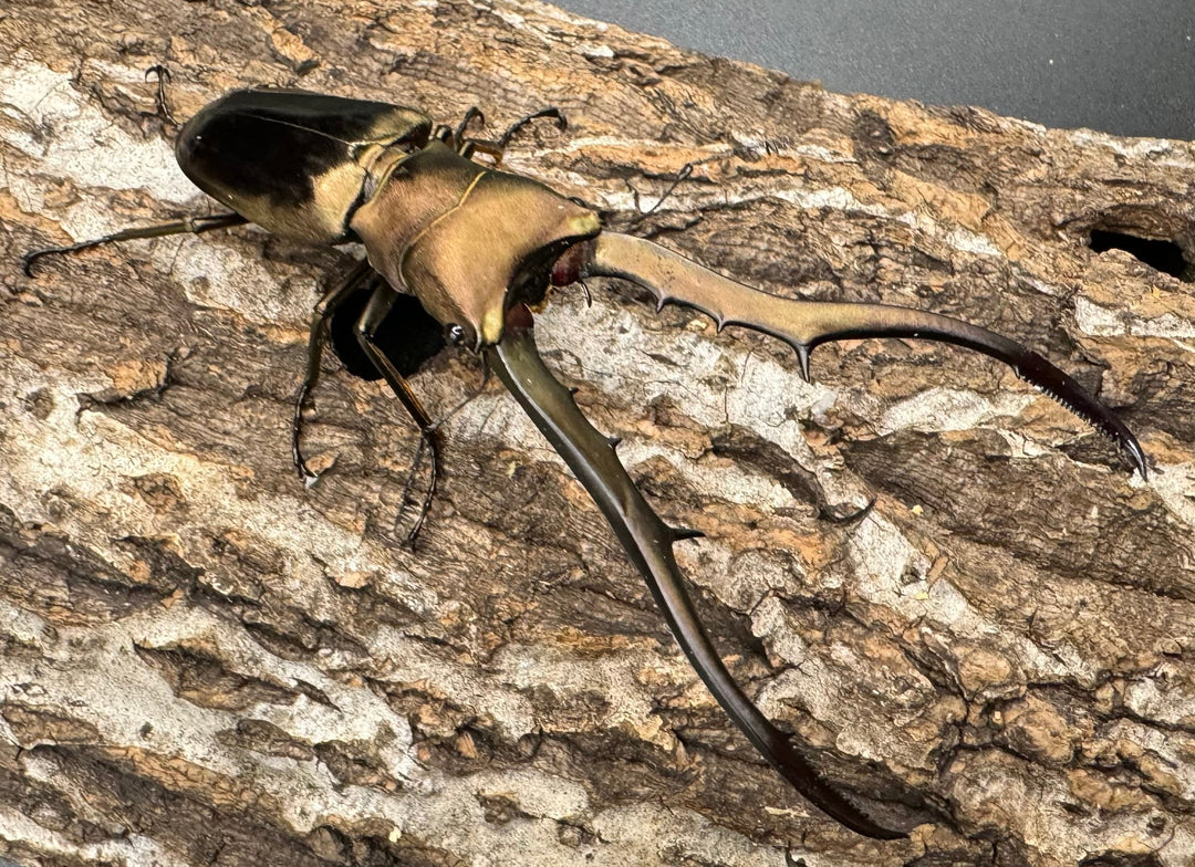 【WD】《メタリフェルホソアカ 87.5mm ペア》