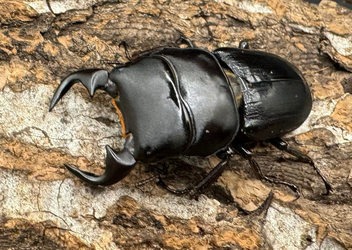 【WD】《ドルクス リンビン 38mm ♂♀♀トリオ》