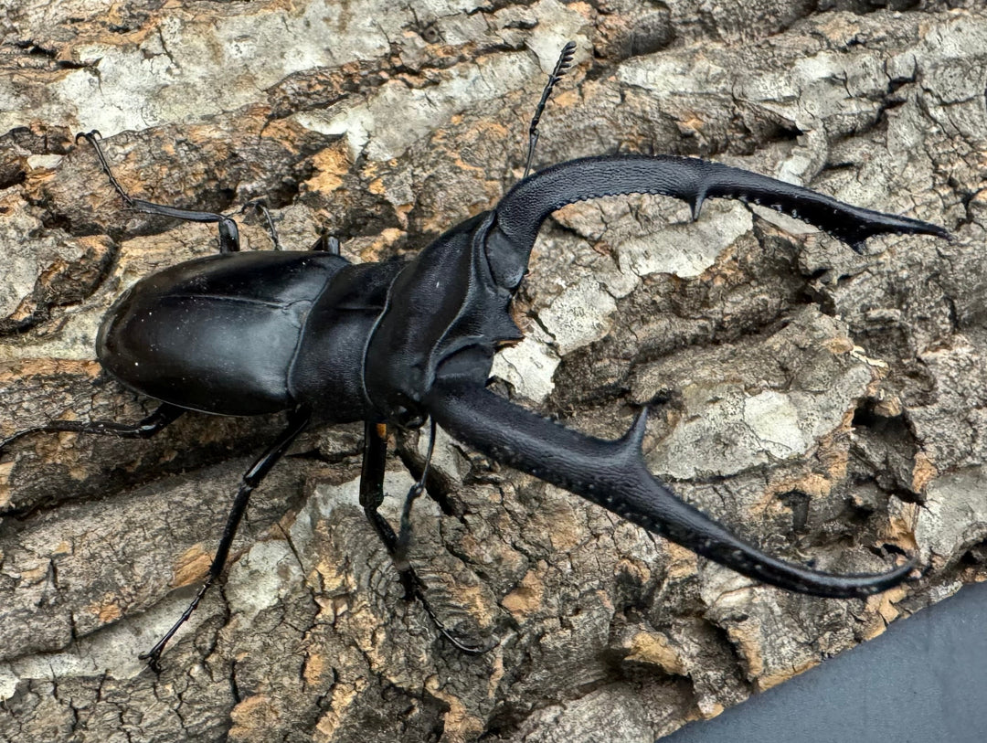 【WD】《マンディブラリスフタマタ 92.5mm ペア》