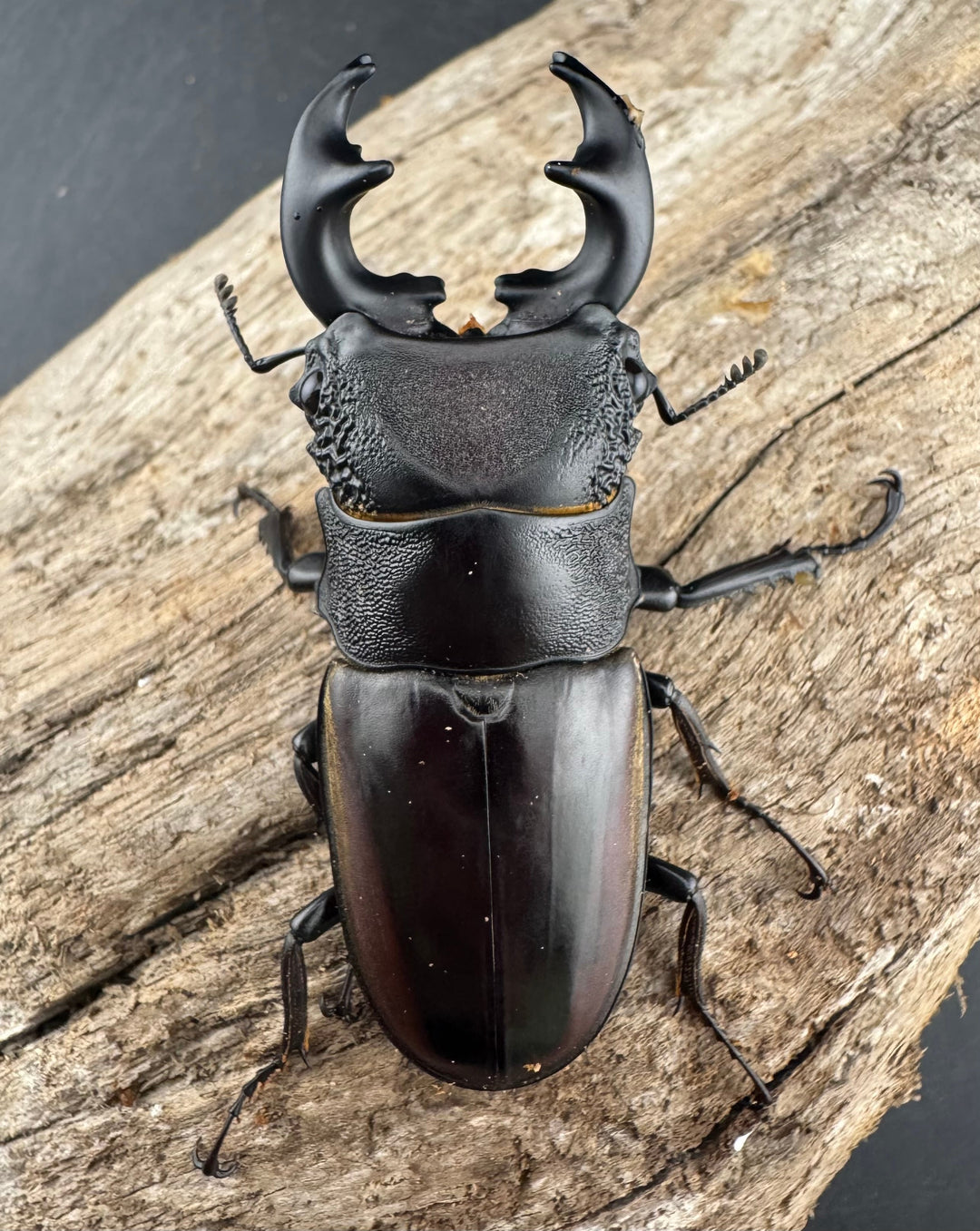 【WD】大型短歯《ルマウィノコギリ  60.5mm ペア》