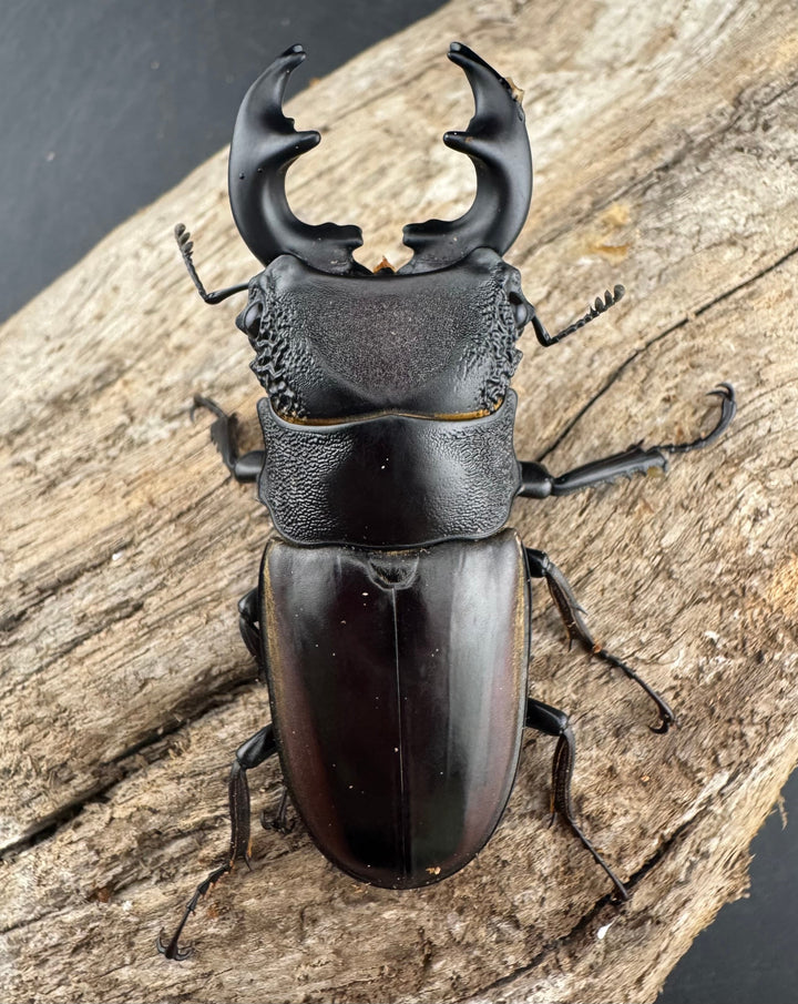 【WD】大型短歯《ルマウィノコギリ  60.5mm ペア》