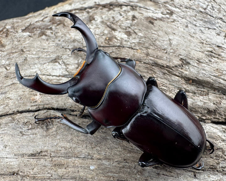 【WD】《ウォードコクワ チベット産 44mm ペア》