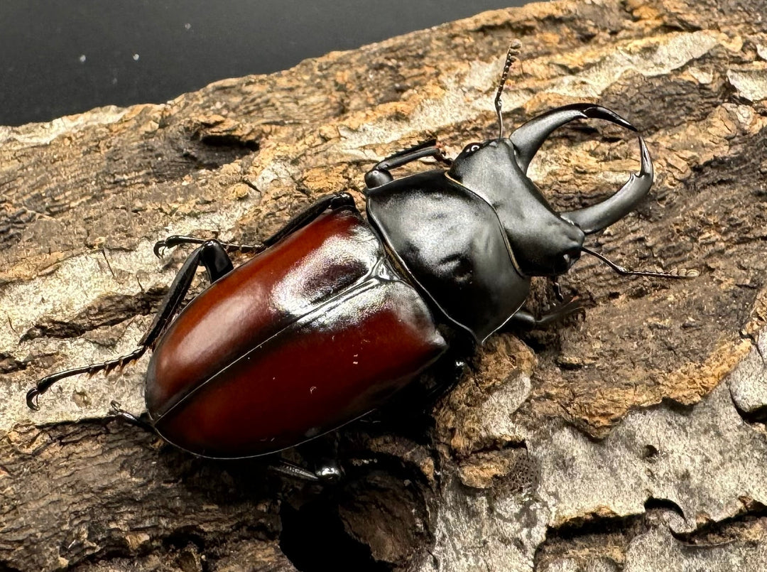 【WD】《チベット産 ドンキエルコクワ原名亜種 51mm ペア》