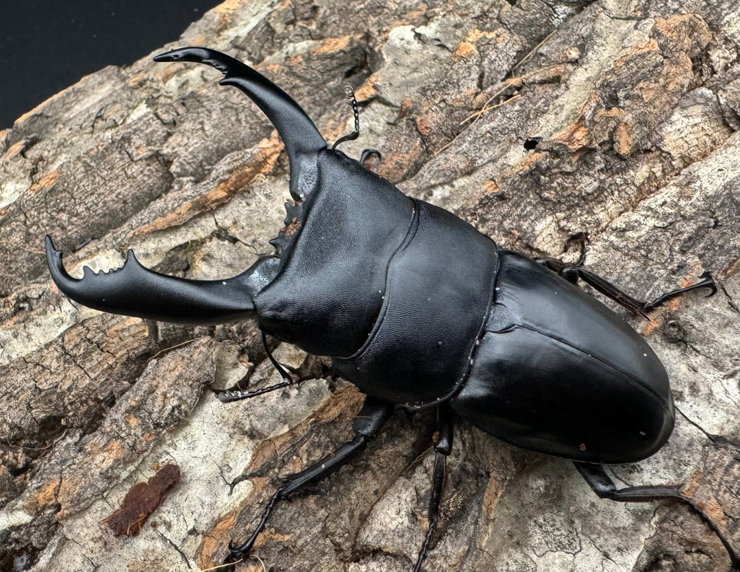 【WD】《南カマリネスヒラタ 85mm ペア》