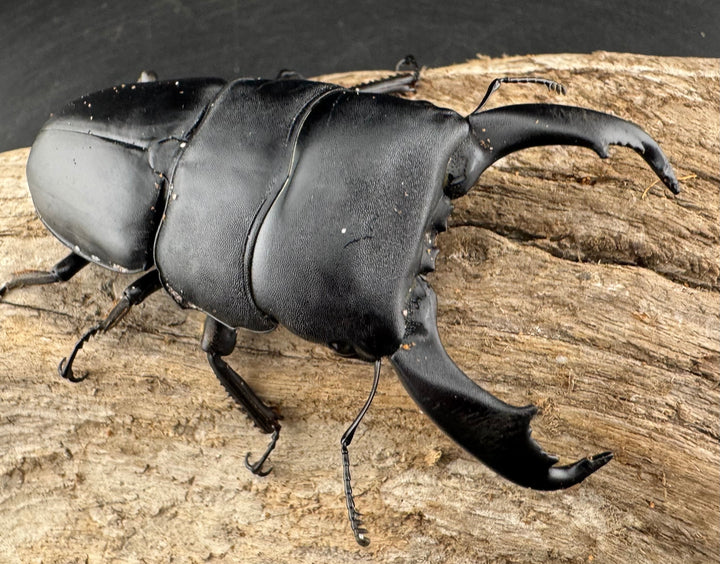 【WD】《スラウェシオオヒラタ 南スラウェシ産 83mm ペア》