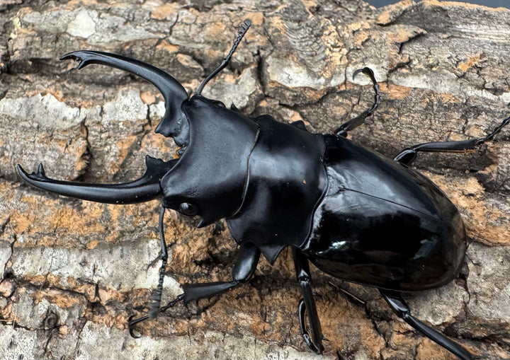 【WD】《ダールマンツヤクワガタ亜種celebensis 82mm ペア》