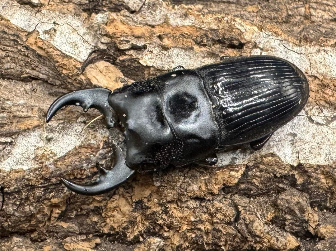 【WD】《フィリピンネブト亜種バンガイエンシス Free ペア》