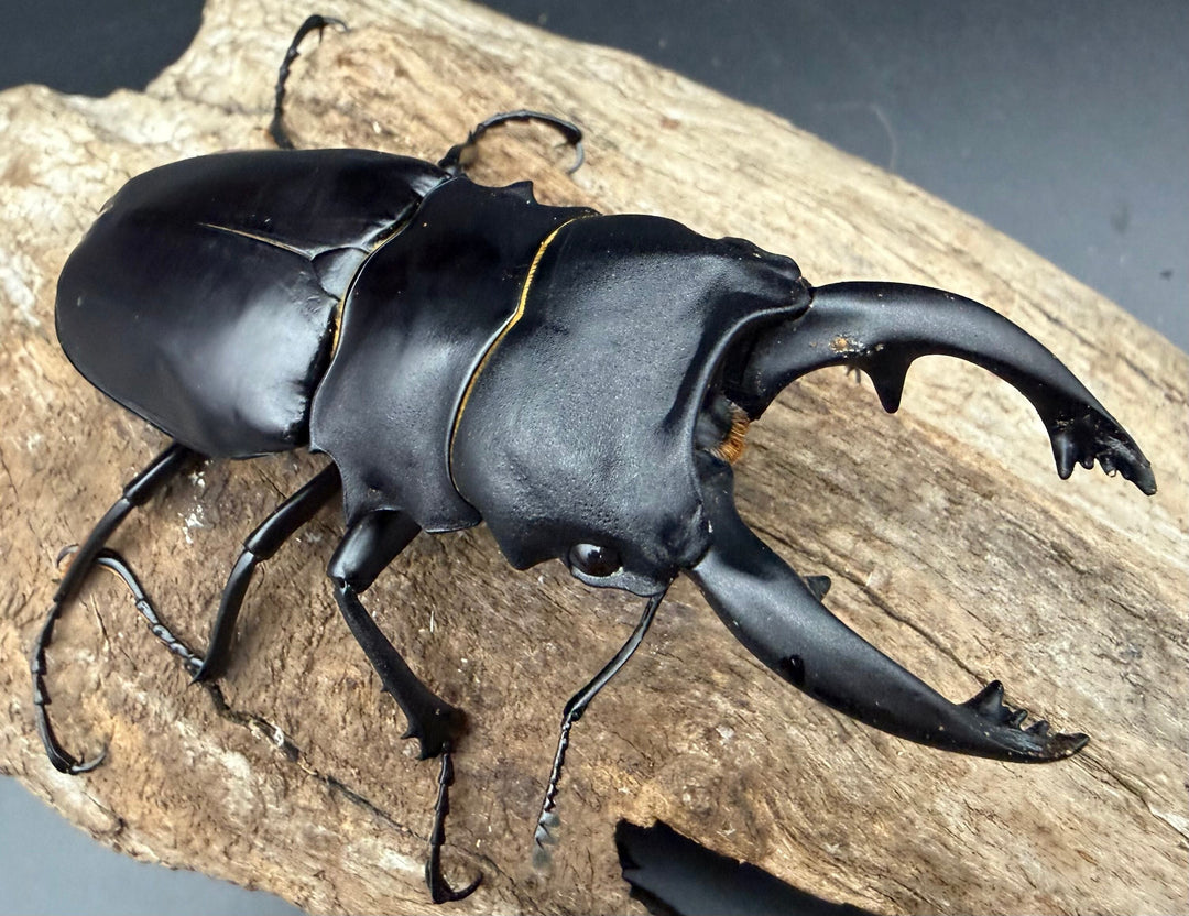 【WD】《アルケスツヤクワガタ イサログ産 87mm ペア》