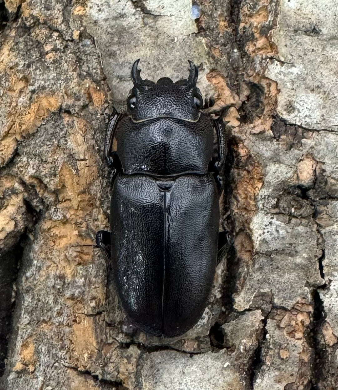 【美麗】即ブリ《メタリフェルホソアカ 69mm ペア》わたくわ氏ブリード個体