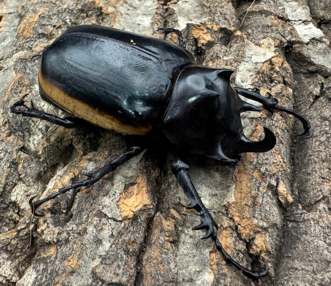 《ハードウィッケイゴホンツノカブト 62mm ペア》