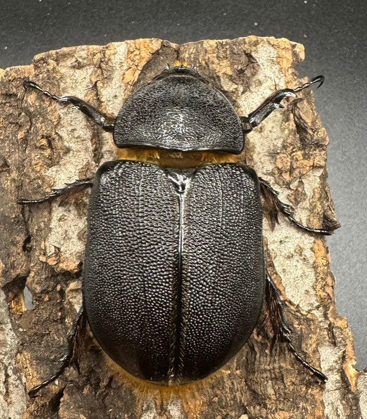 《サタンオオカブト 93mm ペア》