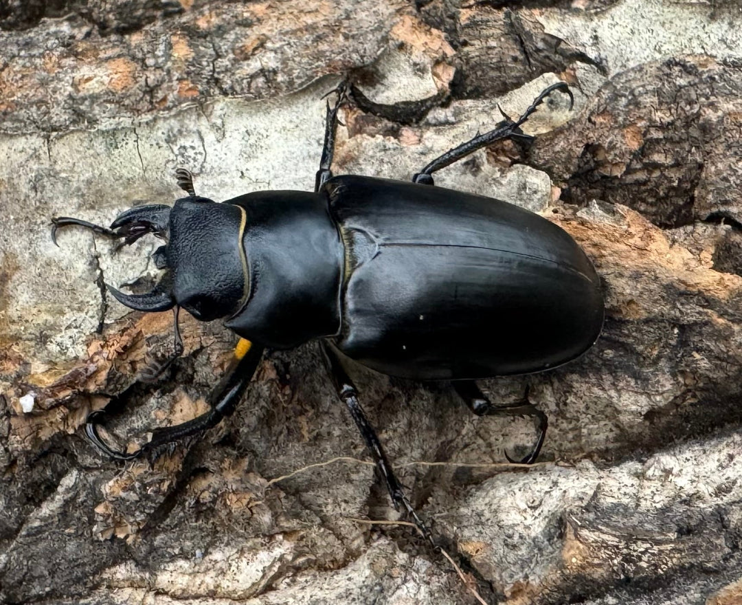 【WD】《ミンイミヤマ Free ♀単B品》