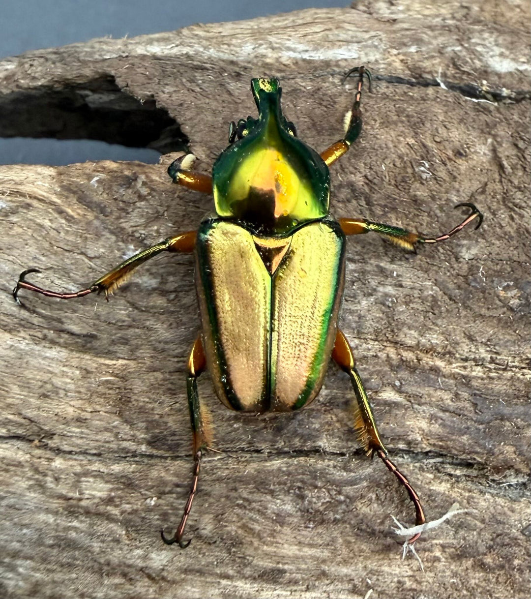 【WD】《カミングヒメカブトハナムグリ ペア》