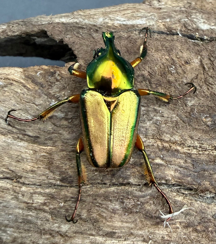【WD】《カミングヒメカブトハナムグリ ペア》