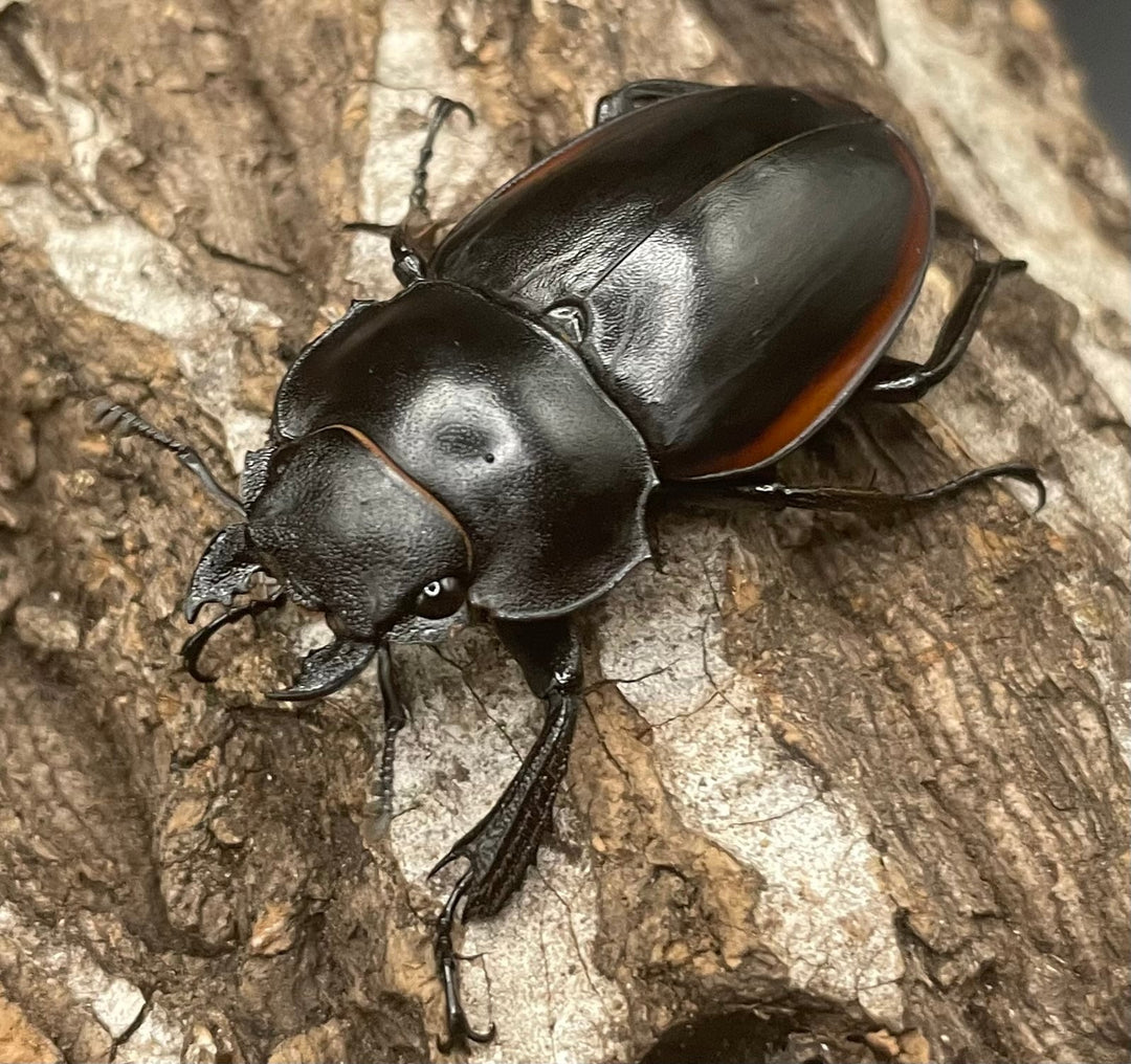 【WD】《クベラツヤクワガタ亜種sinensis 71mm ペア》