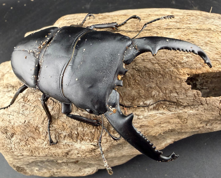 【WD】《パラワンオオヒラタ ガントン産 96mm ペア》