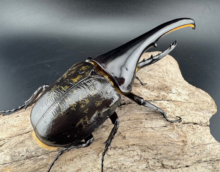 《ヘラクレス・ヘラクレス 132mm ペア》