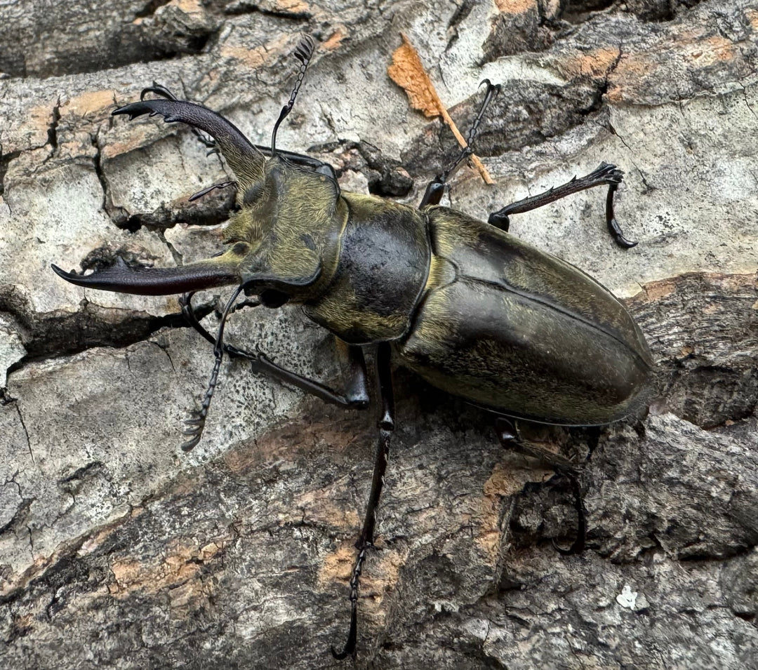 【WD】《チベットミヤマ原名亜種 47mm ペア》