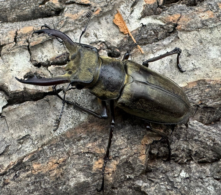 【WD】《チベットミヤマ原名亜種 47mm ペア》