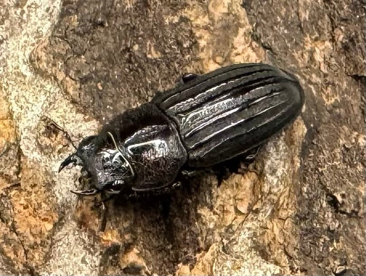 【WD】《モートゥオセスジ原名亜種 ペア》