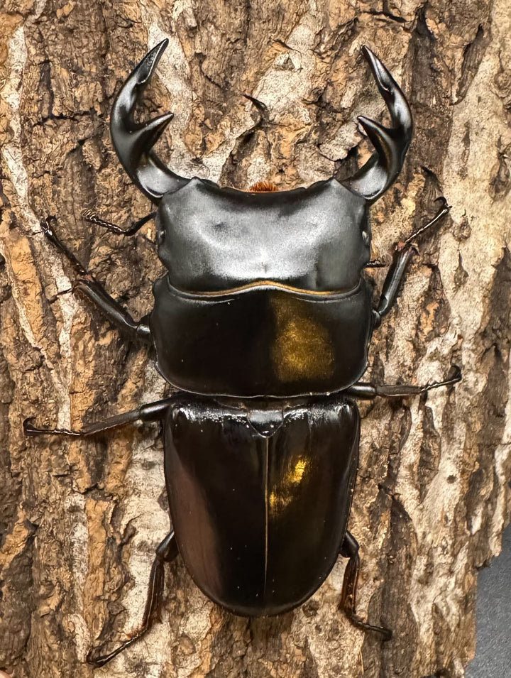 《インドグランディス亜種moriyai Garda95.0血統 81mm ペア》Soul氏ブリード個体