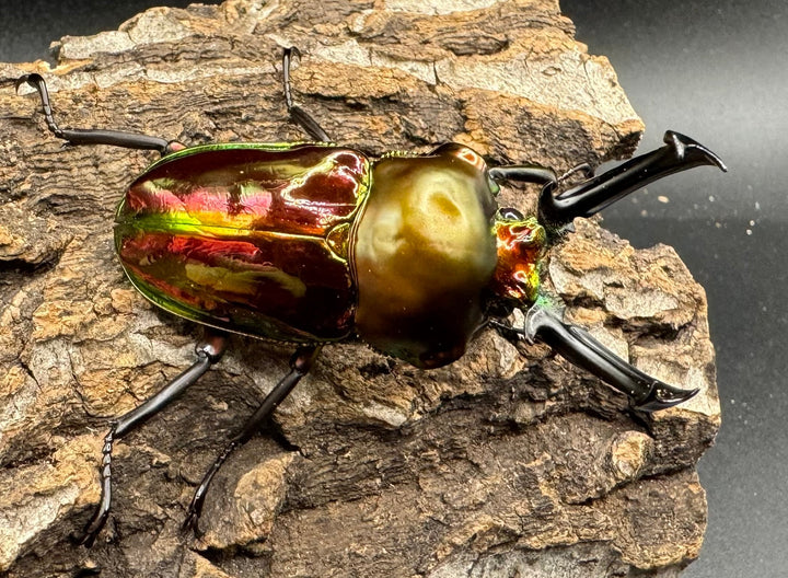 《ニジイロクワガタ 58mm ペア》