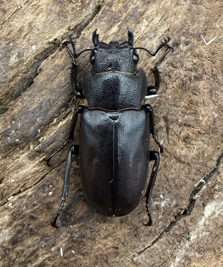 《メタリフェルホソアカ亜種フィナエ パープル系 80mm ペア》