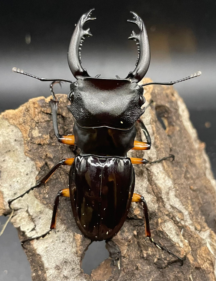 【WD】《インペリアリスツヤクワガタ 66mm ペア》