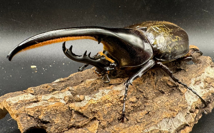 《ヘラクレス・ヘラクレス 122mm ペア》