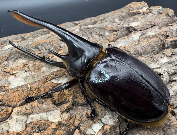 《ネプチューンオオカブト 118mm A'品ペア》