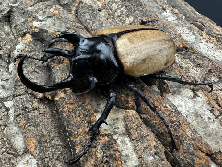 【WD】《ゴホンツノカブト 75mm ペア》