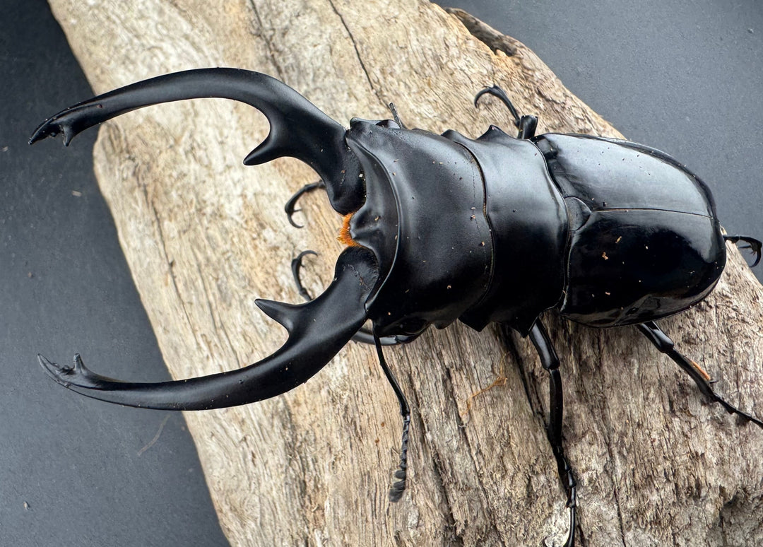 【WD】《インターメディアツヤクワガタ ネグロス島産 95.5mm A’品ペア》