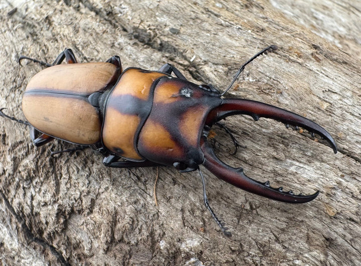 【WD】《スツラリスノコギリ 海南省産 44mm ペア》